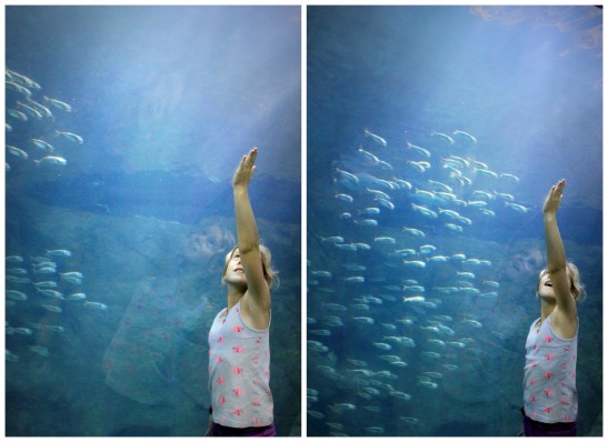 Adventure Aquarium Collage