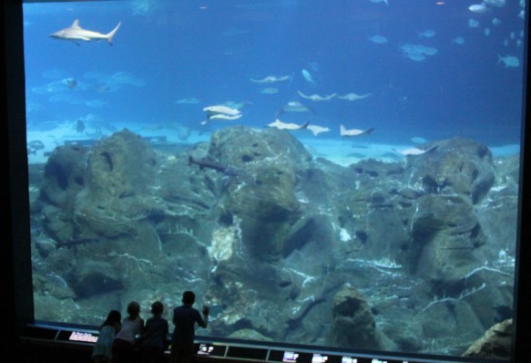 aquarium03