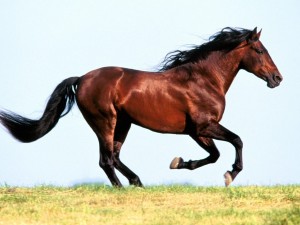 horse-1