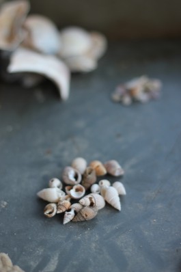 fenwick island seashells1