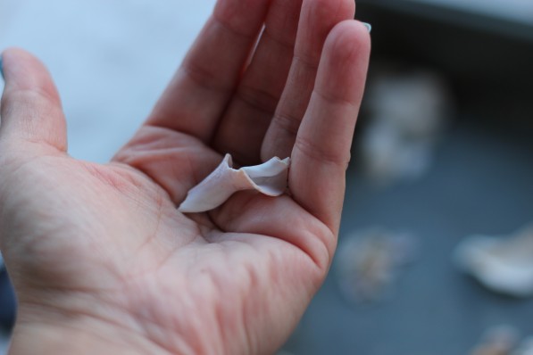 fenwick island seashells2