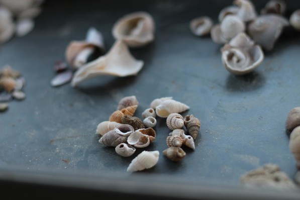fenwick island seashells3