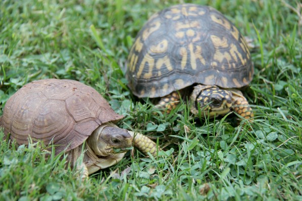 turtles 2 in yard