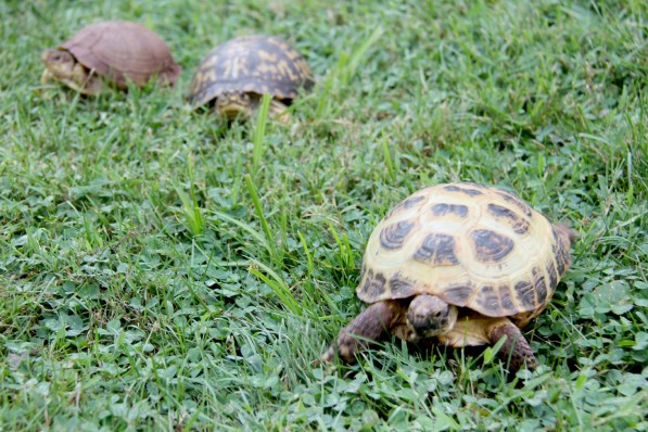 turtles 3 in yard