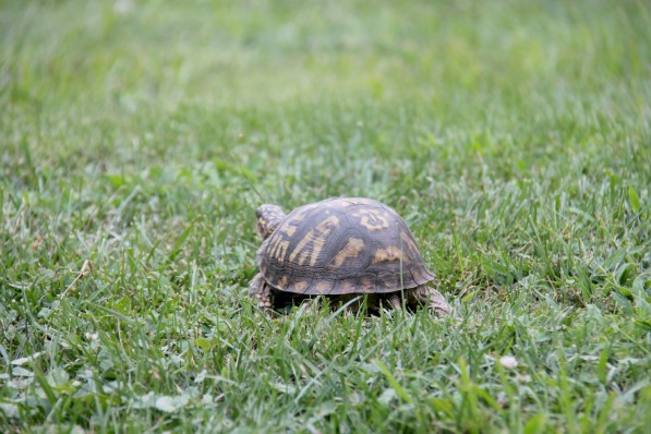 turtles 7 walking away