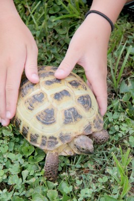 turtles 8 in hands