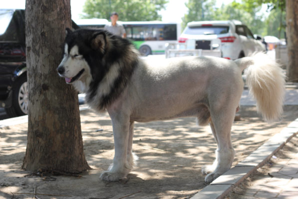 lion dog - 1 (1)